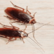 Видеть во сне таракана — к чему это?